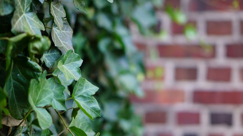 Course Image Brandschutz an biogenen Fassaden am 25.02.2026